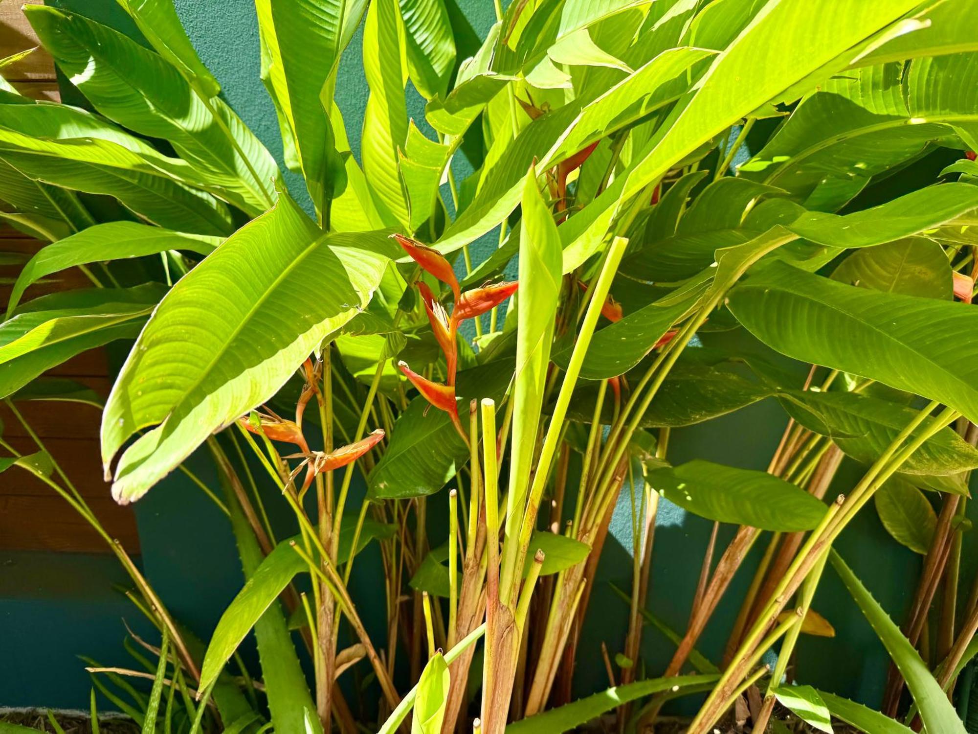 Aloes - Villa Salba. Panoramic View. Étang-Salé les Bains Eksteriør billede